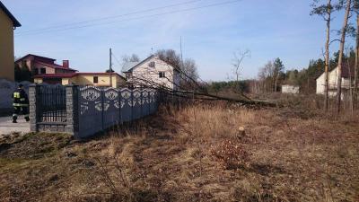 9. Przewrócone drzewo - Wolica ul. Spacerowa